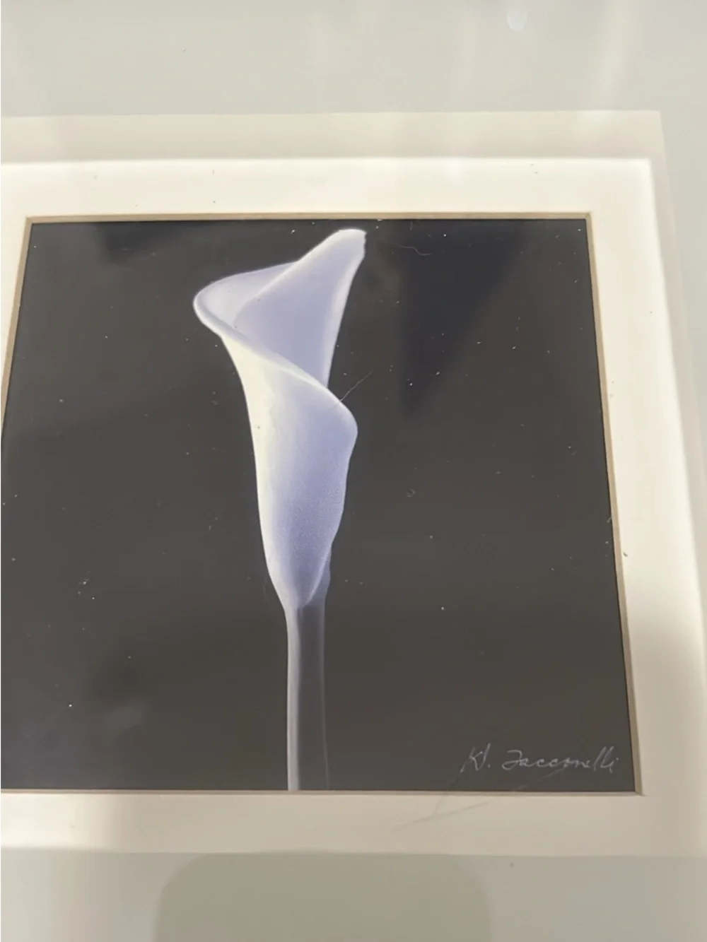 Black Framed Calla Lily Wall Art - Daniel Tocconelli